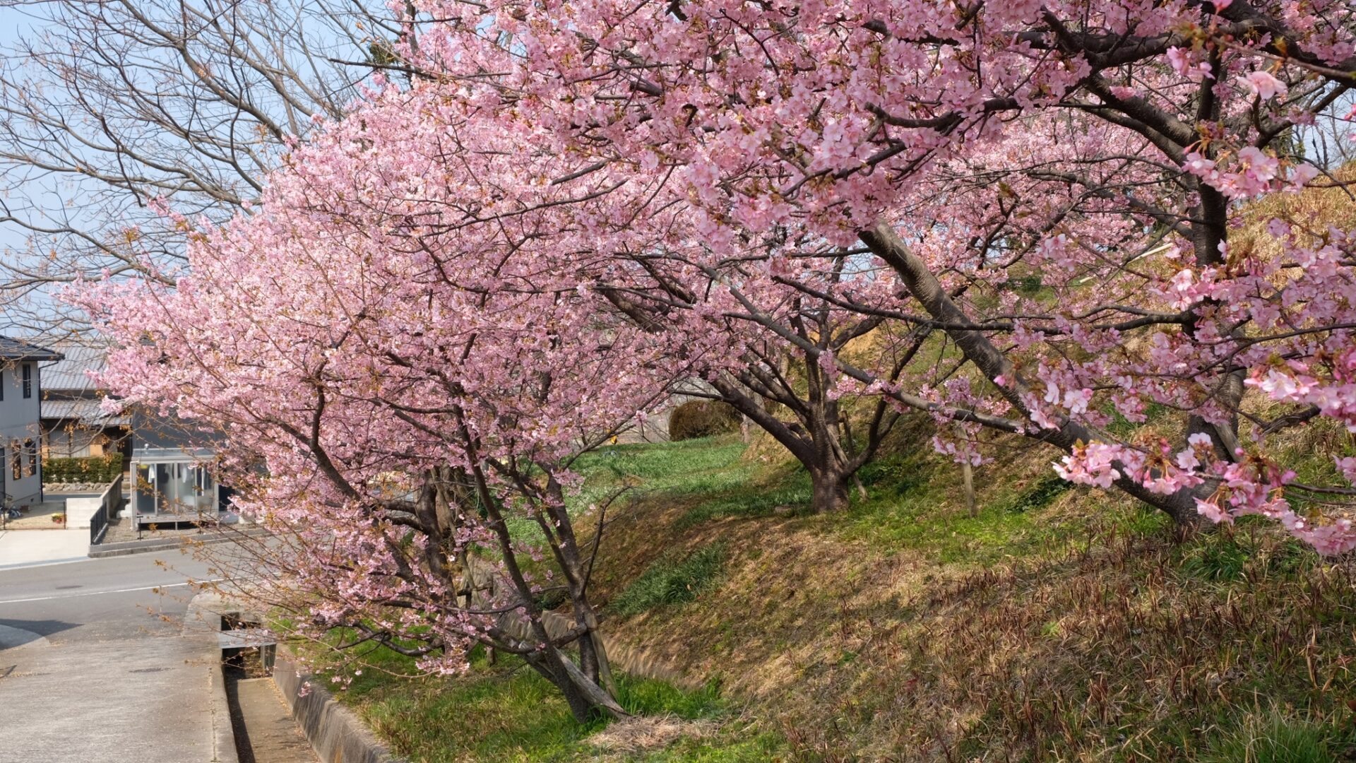 藤山健康文化公園河津桜サムネイル画像