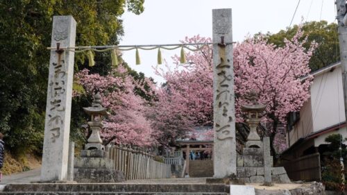 三島神社薄紅寒桜1