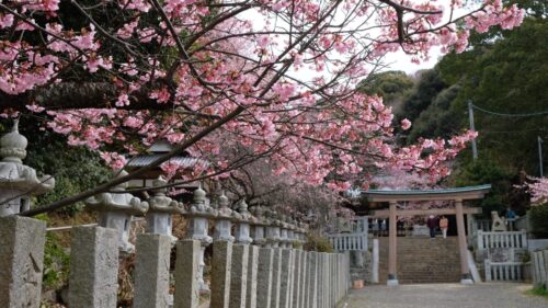 三島神社薄紅寒桜3