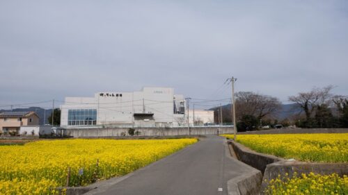 見奈良お花畑_菜の花2022-5