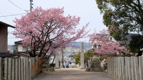 三島神社薄紅寒桜7