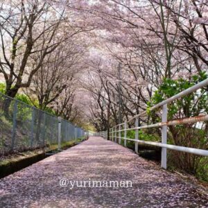 あじさいロード山田の桜のトンネル_サムネイル画像