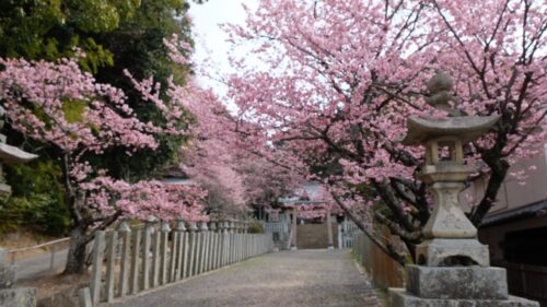 三島神社薄紅寒桜2