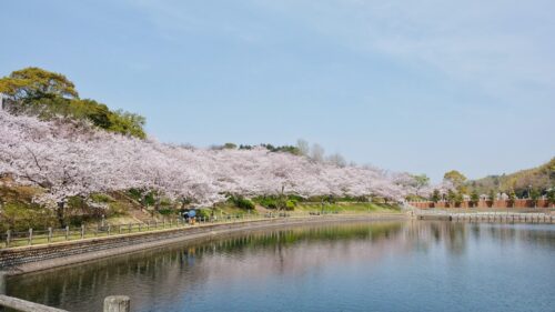 藤山健康文化公園ソメイヨシノ2
