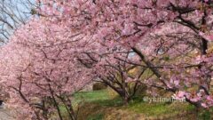 藤山健康文化公園河津桜サムネイル画像 - ゆりママんブログ 藤山健康文化公園河津桜サムネイル画像