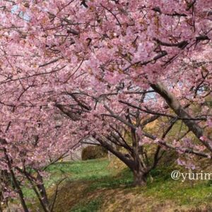藤山健康文化公園河津桜サムネイル画像