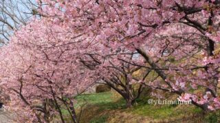 藤山健康文化公園河津桜サムネイル画像