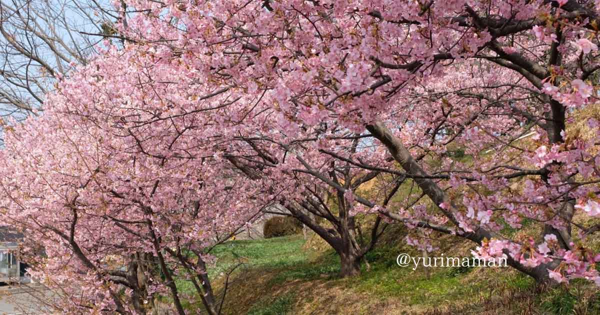 藤山健康文化公園河津桜サムネイル画像