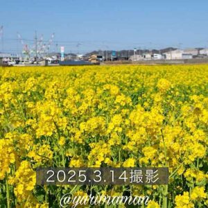 今治市大西町菜の花畑2025_サムネイル画像