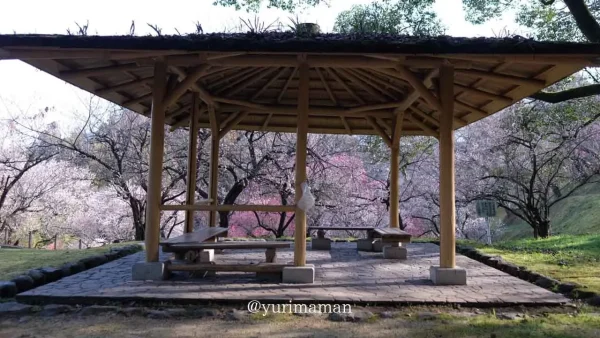 丸山公園梅園・宇和島市の梅の花スポット6 - ゆりママんブログ 丸山公園梅園・宇和島市の梅の花スポット6