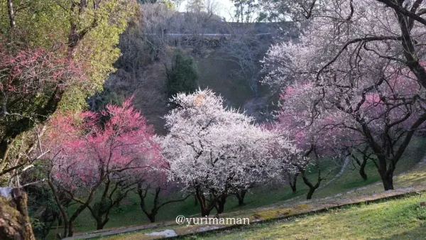 丸山公園梅園・宇和島市の梅の花スポット1 - ゆりママんブログ 丸山公園梅園・宇和島市の梅の花スポット1