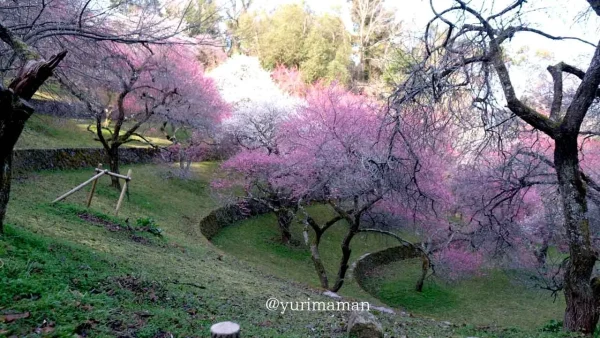 丸山公園梅園・宇和島市の梅の花スポット3 - ゆりママんブログ 丸山公園梅園・宇和島市の梅の花スポット3