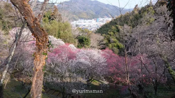 丸山公園梅園・宇和島市の梅の花スポット2 - ゆりママんブログ 丸山公園梅園・宇和島市の梅の花スポット2