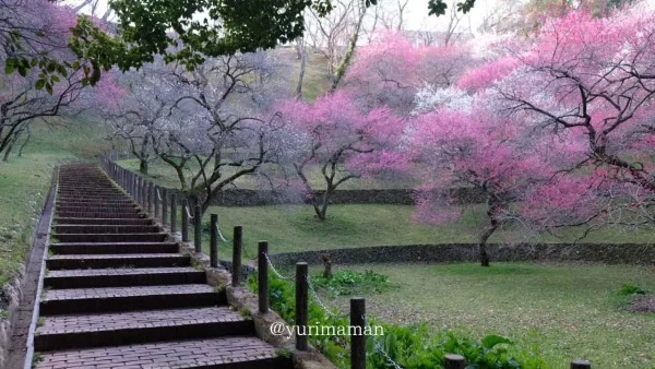 丸山公園梅園・宇和島市の梅の花スポット7 - ゆりママんブログ 丸山公園梅園・宇和島市の梅の花スポット7
