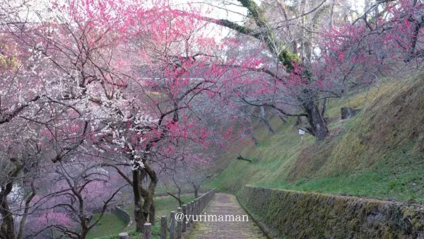 丸山公園梅園・宇和島市の梅の花スポット4 - ゆりママんブログ 丸山公園梅園・宇和島市の梅の花スポット4