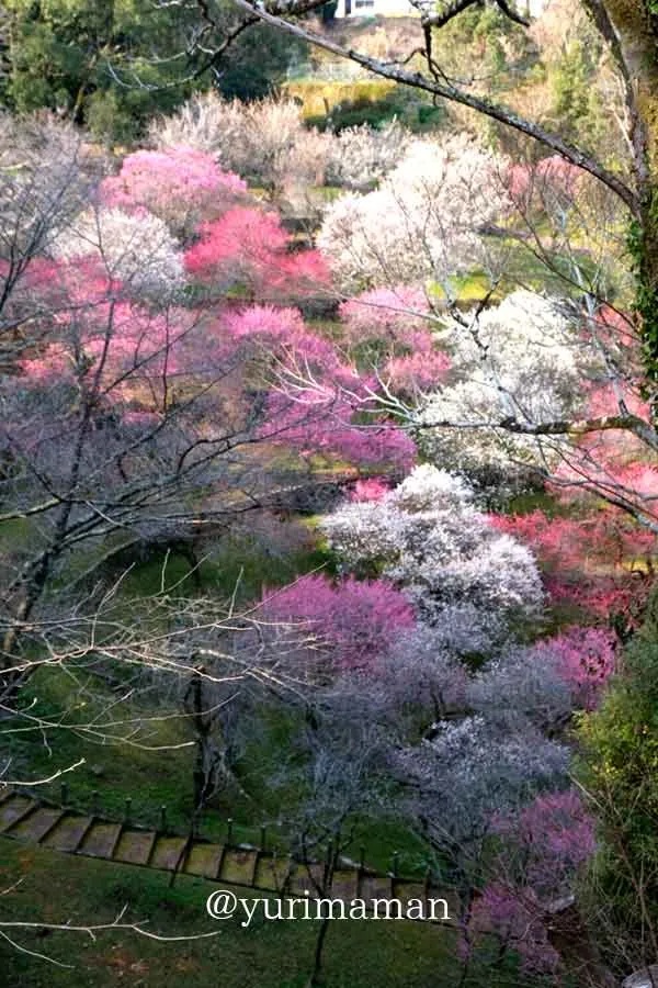 丸山公園梅園・宇和島市の梅の花スポット5 - ゆりママんブログ 丸山公園梅園・宇和島市の梅の花スポット5