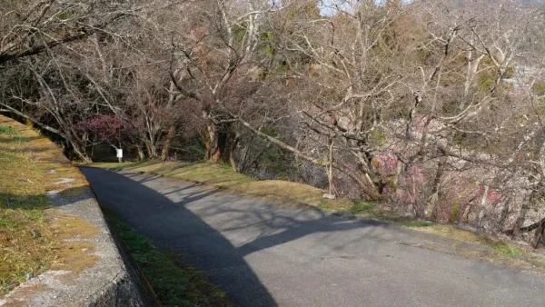 丸山公園(宇和島市)梅林への入り口 - ゆりママんブログ 丸山公園(宇和島市)梅林への入り口