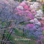 丸山公園の梅の花（宇和島市）サムネイル画像