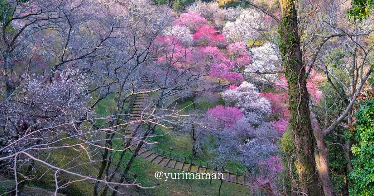 丸山公園の梅の花（宇和島市）サムネイル画像