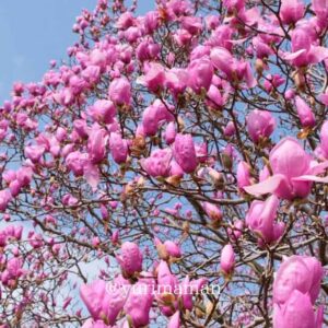 愛媛県東温市「森の交流センター」のモクレン_サムネイル画像