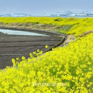 西条市中山川沿いに広がる菜の花ロード_サムネイル画像