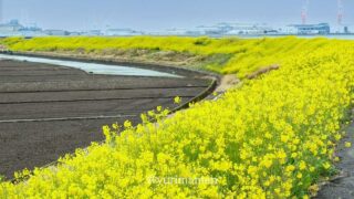 西条市中山川沿いに広がる菜の花ロード_サムネイル画像