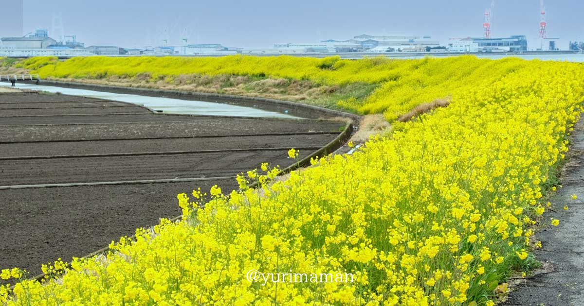 西条市中山川沿いに広がる菜の花ロード_サムネイル画像