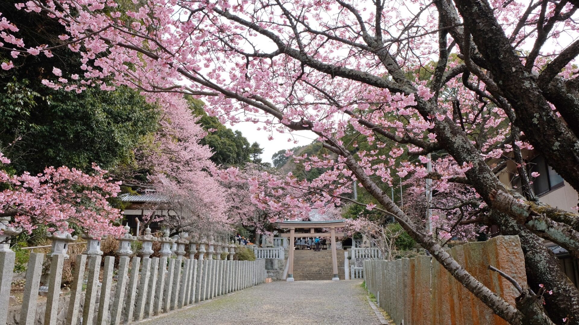 三島神社薄紅寒桜_サムネイル画像