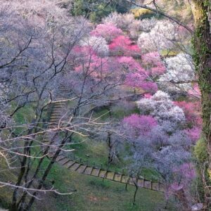 丸山公園梅_サムネイル画像