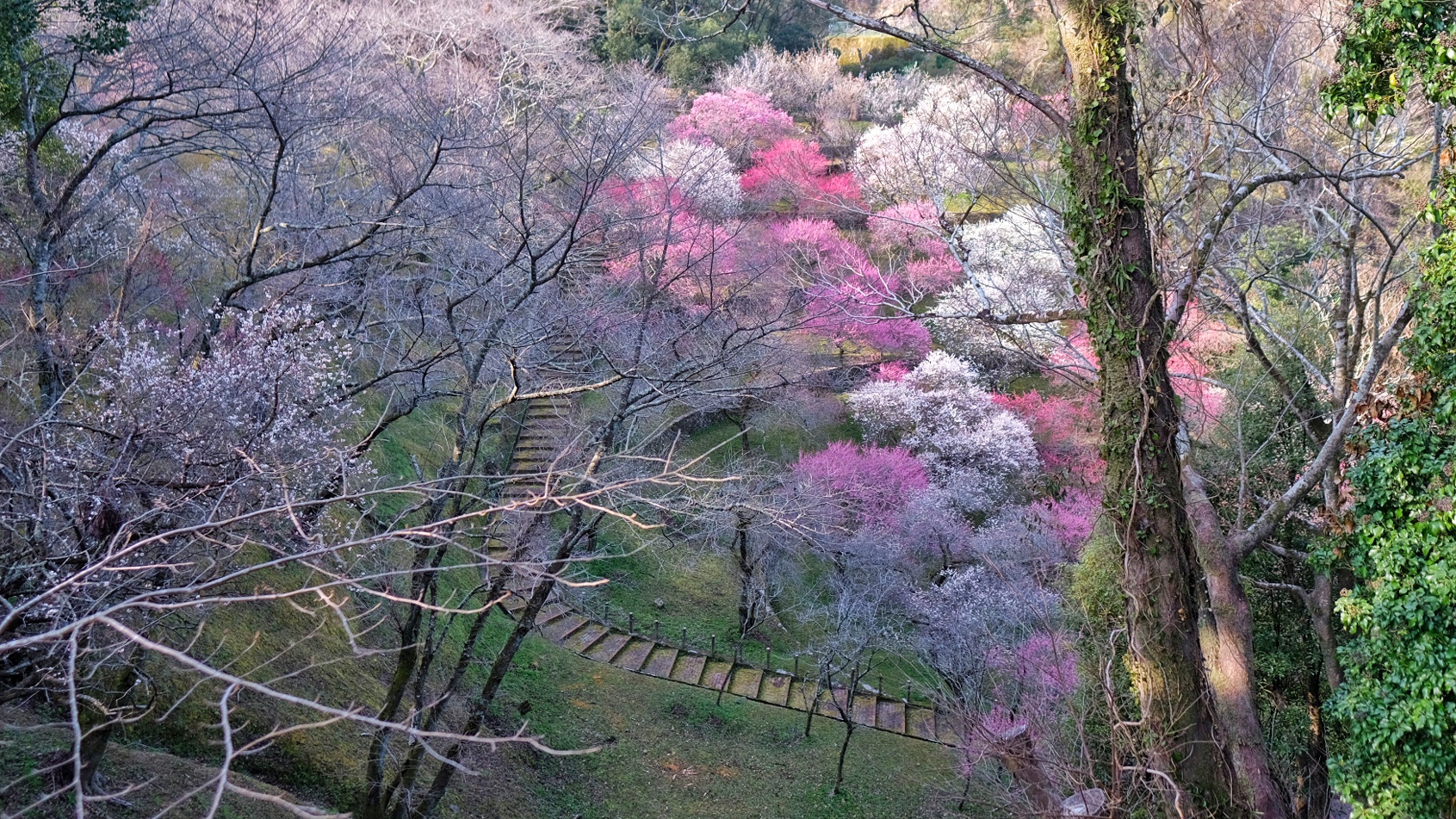 丸山公園梅_サムネイル画像