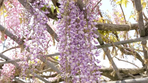 藤棚の下から見上げた西条市・長福寺の藤の花の風景 - ゆりママんブログ 藤棚の下から見上げた西条市・長福寺の藤の花の風景