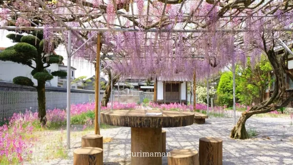 西条市・長福寺の藤棚全景。春に見頃を迎える藤の花スポット2u_collabo_3 - ゆりママんブログ 西条市・長福寺の藤棚全景。春に見頃を迎える藤の花スポット2