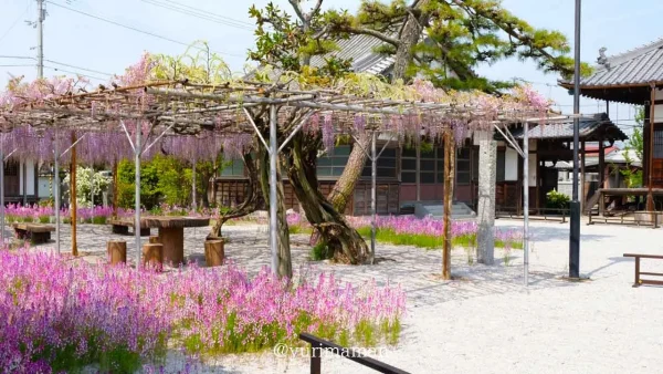 西条市・長福寺の藤棚全景。春に見頃を迎える藤の花スポット1 - ゆりママんブログ 西条市・長福寺の藤棚全景。春に見頃を迎える藤の花スポット1