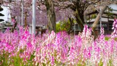 長福寺(西条市)藤棚とヒメキンギョソウ_サムネイル画像 - ゆりママんブログ 長福寺(西条市)藤棚とヒメキンギョソウ_サムネイル画像