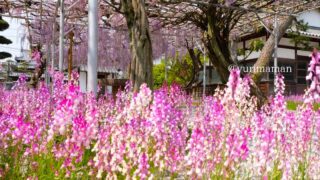 長福寺(西条市)藤棚とヒメキンギョソウ_サムネイル画像 - ゆりママんブログ 長福寺(西条市)藤棚とヒメキンギョソウ_サムネイル画像
