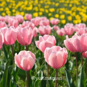 フラワーパークおおずのチューリップとネモフィラ