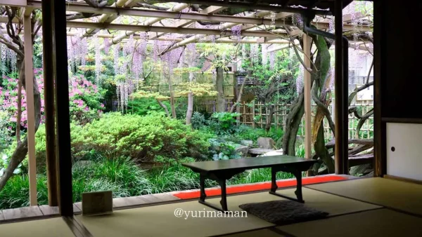 茶室から眺めた庚申庵史跡庭園の藤棚と池の風景1 - ゆりママんブログ 茶室から眺めた庚申庵史跡庭園の藤棚と池の風景1