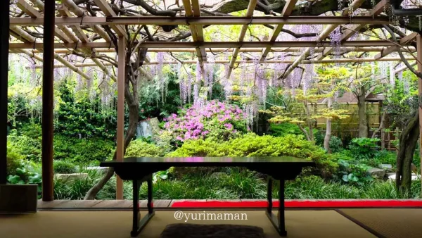 茶室から眺めた庚申庵史跡庭園の藤棚と池の風景2 - ゆりママんブログ 茶室から眺めた庚申庵史跡庭園の藤棚と池の風景2