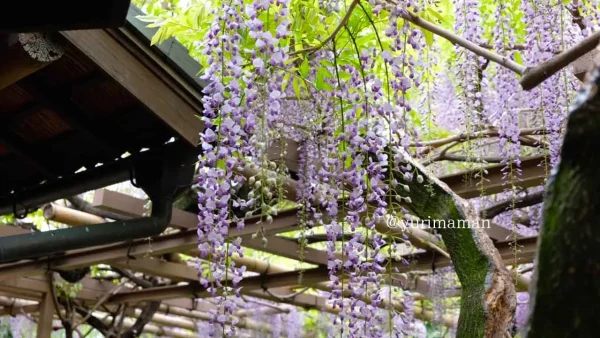 松山市・庚申庵史跡庭園の藤棚と和風庭園の風景4 - ゆりママんブログ 松山市・庚申庵史跡庭園の藤棚と和風庭園の風景4