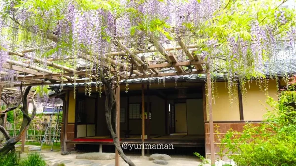 松山市・庚申庵史跡庭園の藤棚と和風庭園の風景2 - ゆりママんブログ 松山市・庚申庵史跡庭園の藤棚と和風庭園の風景2
