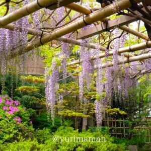 庚申庵史跡庭園の藤棚（松山市）サムネイル画像