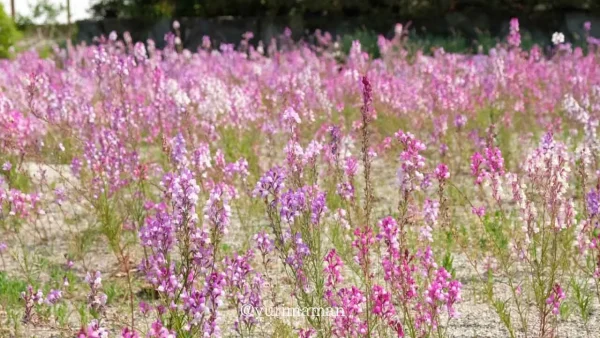 長福寺の境内に咲くヒメキンギョソウ。藤棚と同時期に楽しめる春の花(西条) - ゆりママんブログ 長福寺の境内に咲くヒメキンギョソウ。藤棚と同時期に楽しめる春の花(西条)