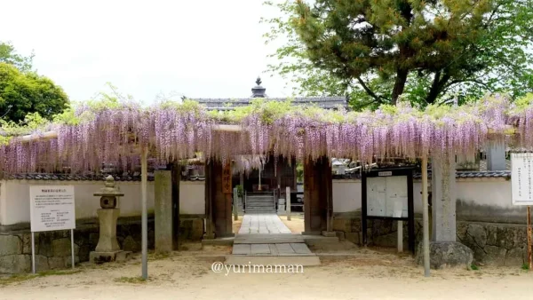 西条市・禎祥寺観音堂の藤の花_過去の見頃の様子2