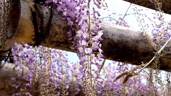 禎祥寺の藤棚 西条市の藤の花スポット（過去に撮影）4