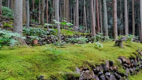 西予市「こけむしろ」の苔庭の風景｜ジブリのような神秘的な苔の世界3
