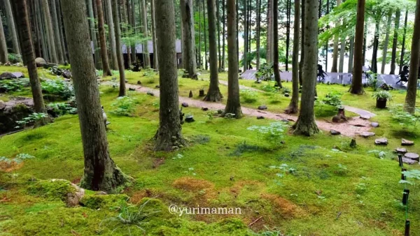 西予市「こけむしろ」の苔庭の風景｜ジブリのような神秘的な苔の世界2