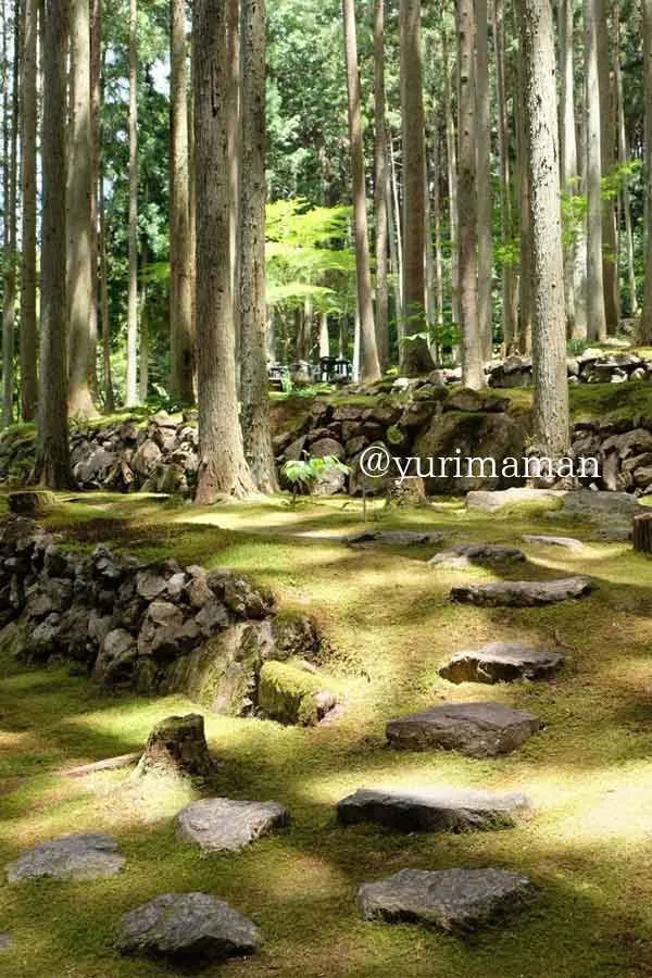 西予市「こけむしろ」の苔庭の風景｜雨上がりに日差しが差し込んだ幻想的な瞬間