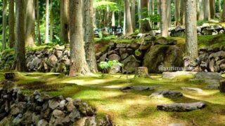こけむしろ（西予市）苔庭とカフェが楽しめるスポット｜サムネイル画像