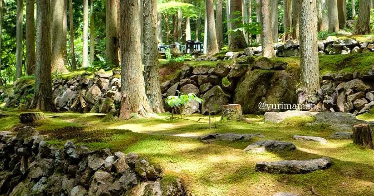 こけむしろ（西予市）苔庭とカフェが楽しめるスポット｜サムネイル画像