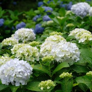 伊予市双海_あじさいサムネイル画像